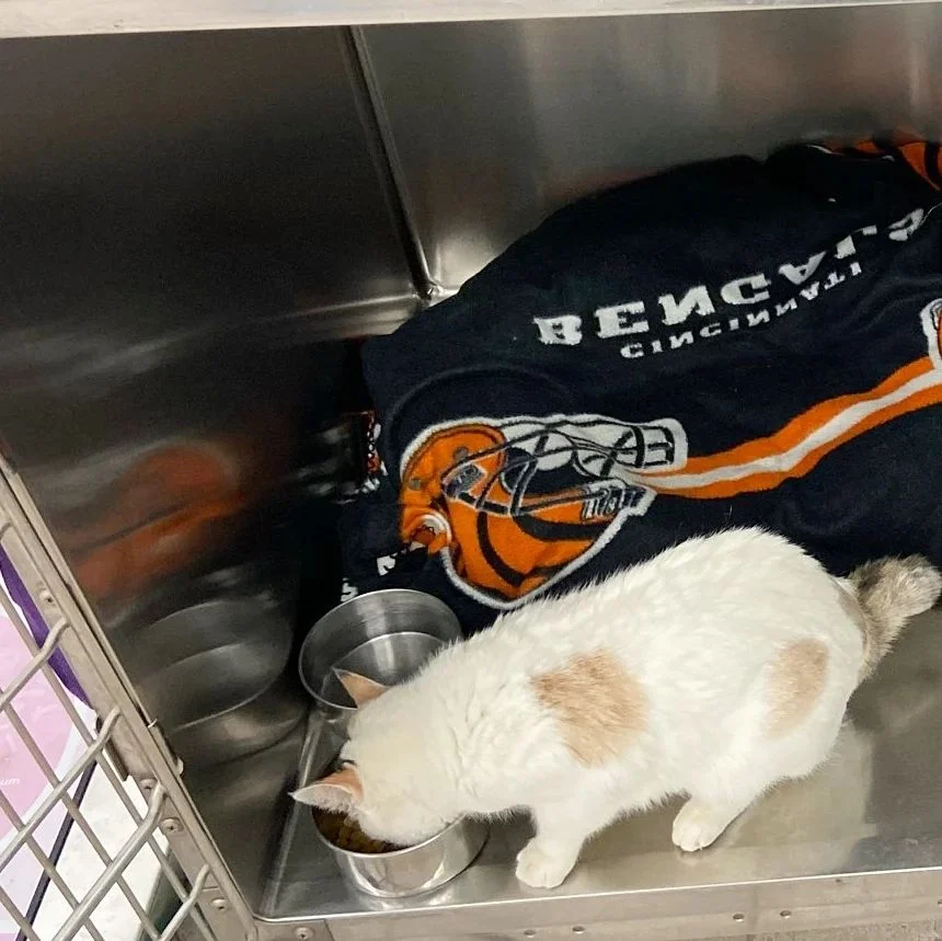 Paws Inn Animal Hospital gallery photo 5