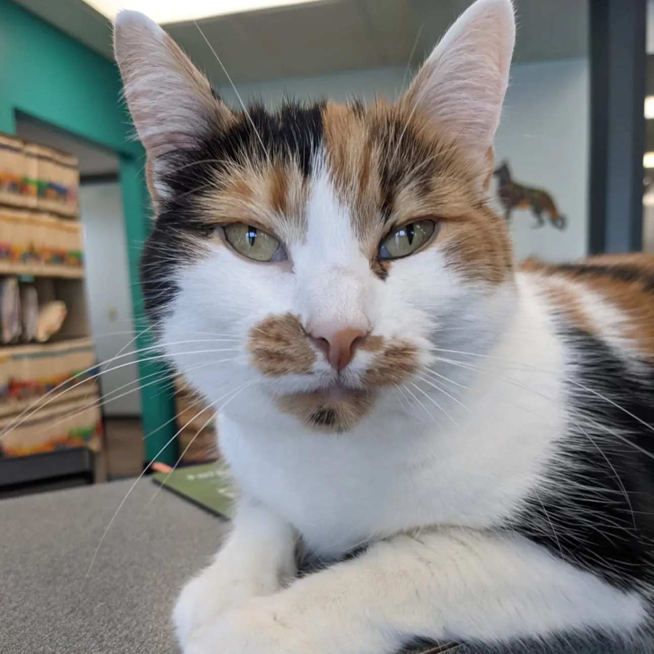 Paws Inn Animal Hospital gallery photo 7