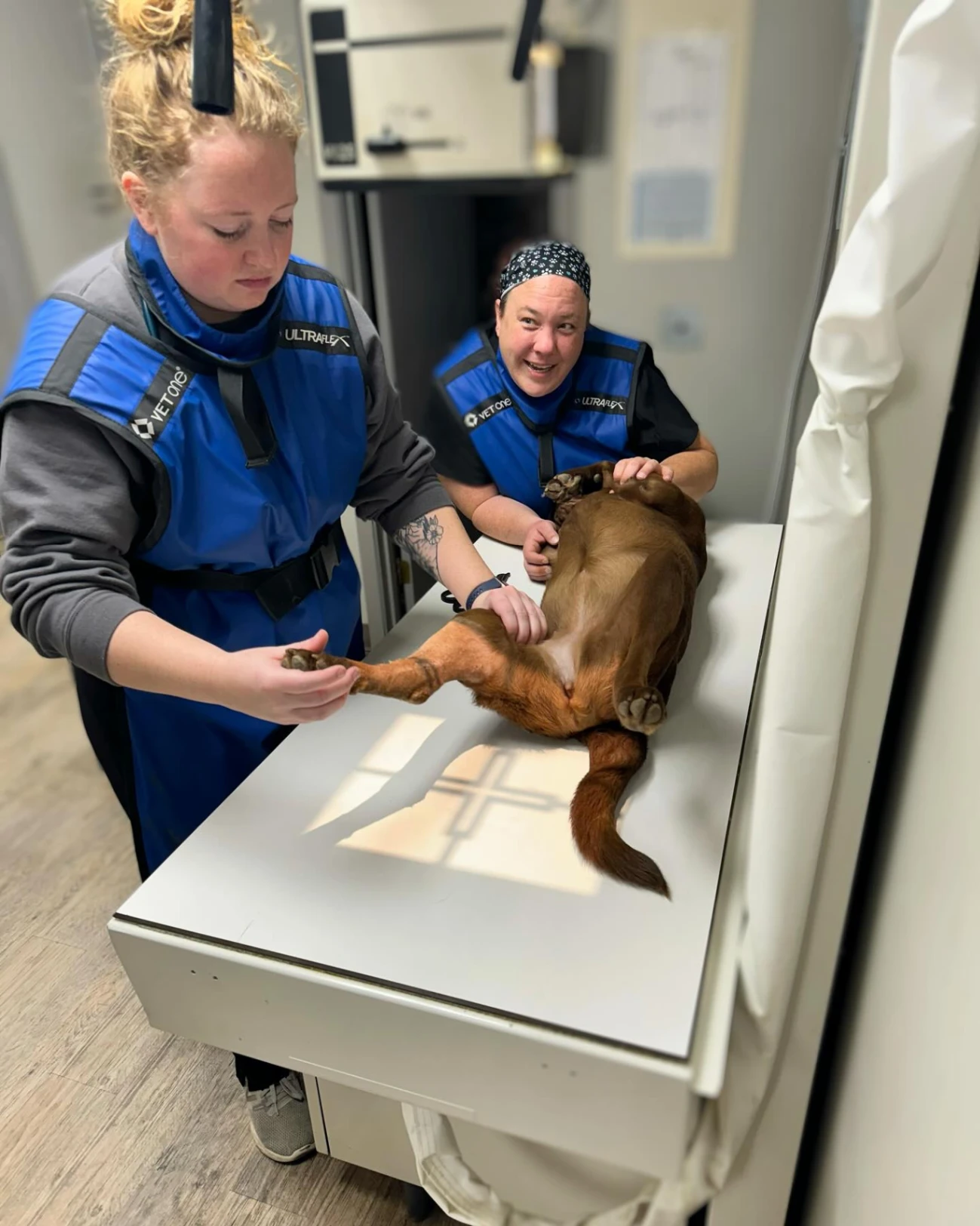 Northside Animal Hospital gallery photo 4