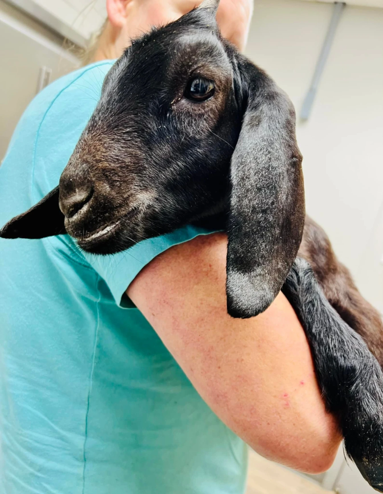 Northside Animal Hospital gallery photo 6