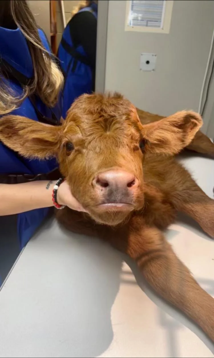 Northside Animal Hospital gallery photo 7