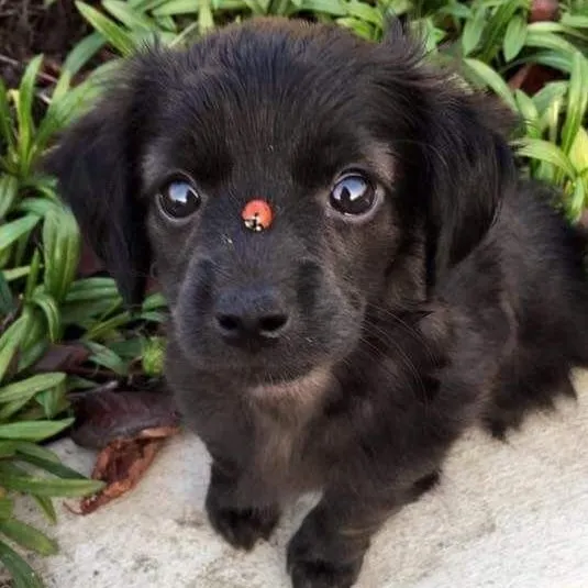 Lahontan Valley Veterinary Clinic gallery photo 1