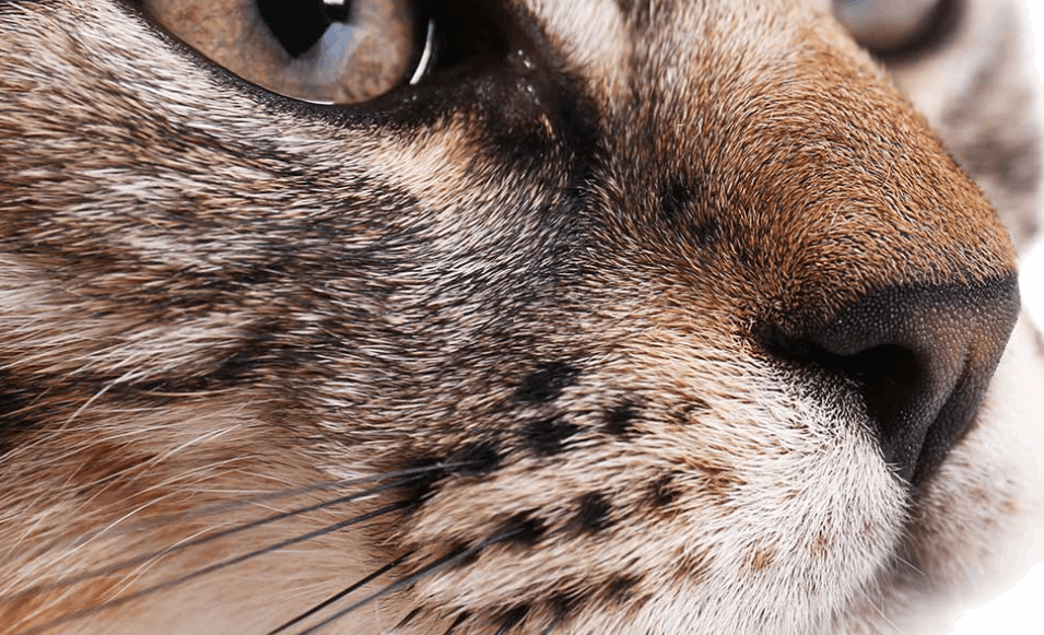 Aquia-Garrisonville Animal Hospital gallery photo 1