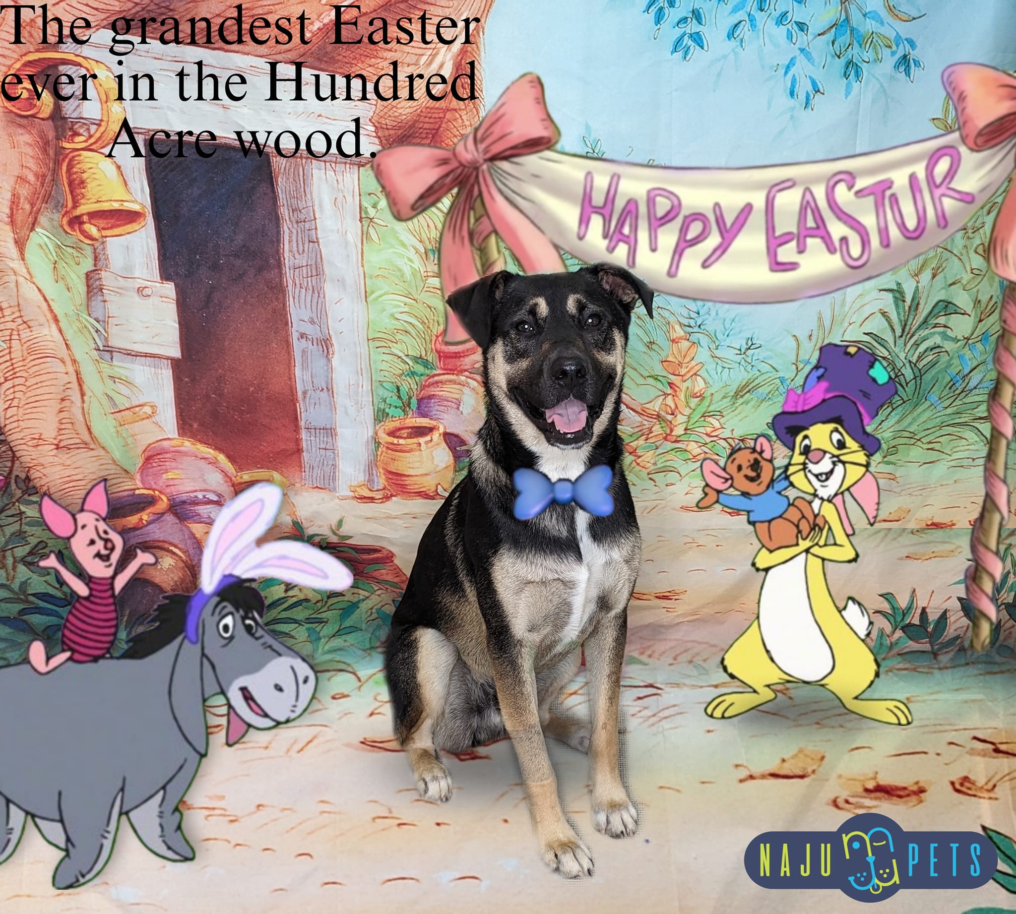 NaJu Pets gallery photo 1