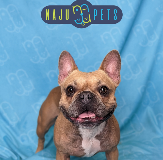 NaJu Pets gallery photo 2