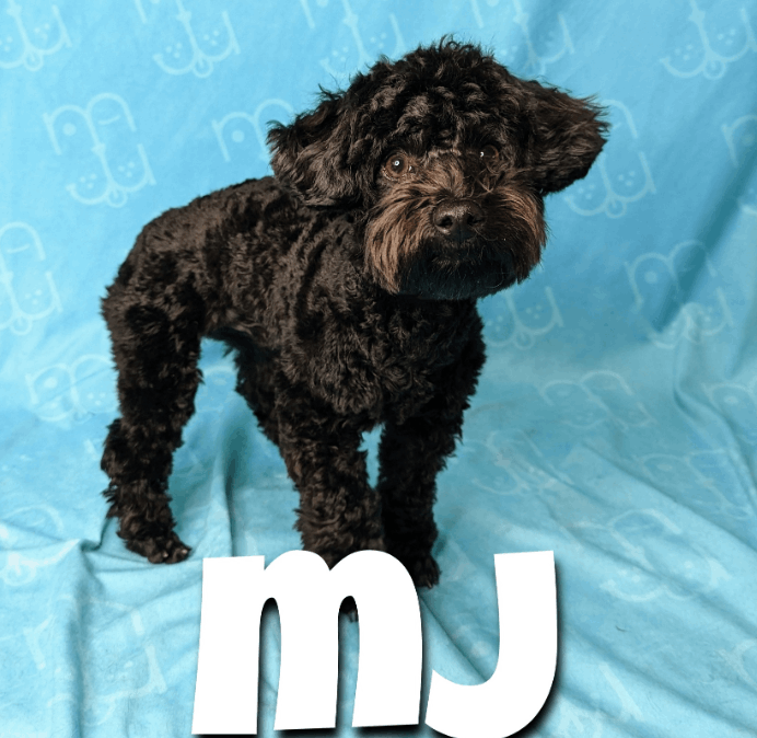 NaJu Pets gallery photo 3