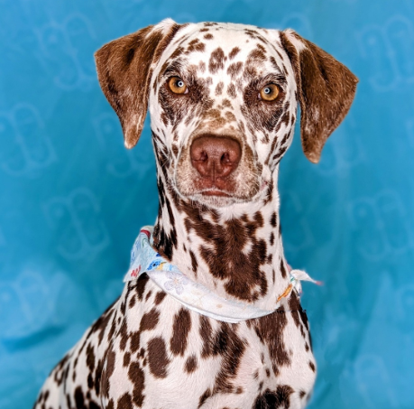 NaJu Pets gallery photo 4