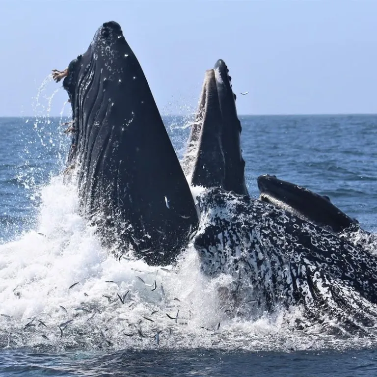 Wild Pacific Whale Watch gallery photo 3