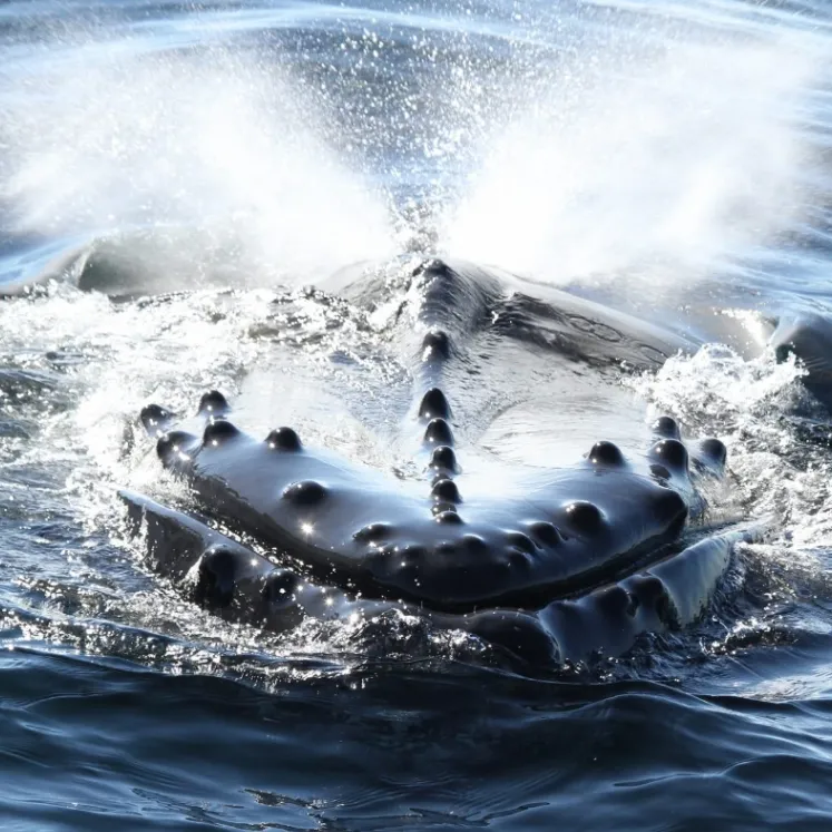 Wild Pacific Whale Watch gallery photo 5