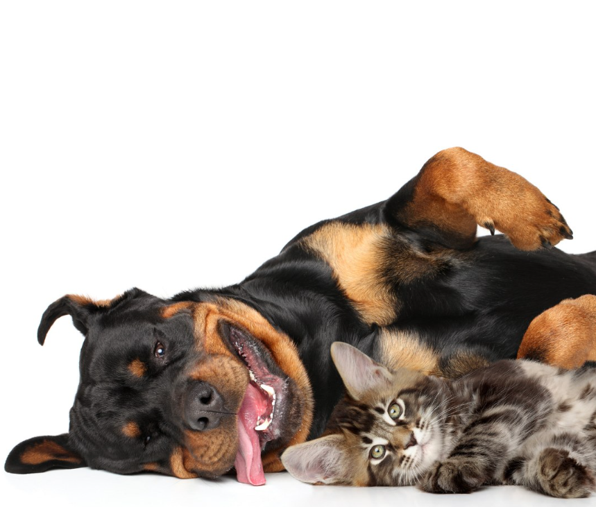 Smith Veterinary Hospital gallery photo 1