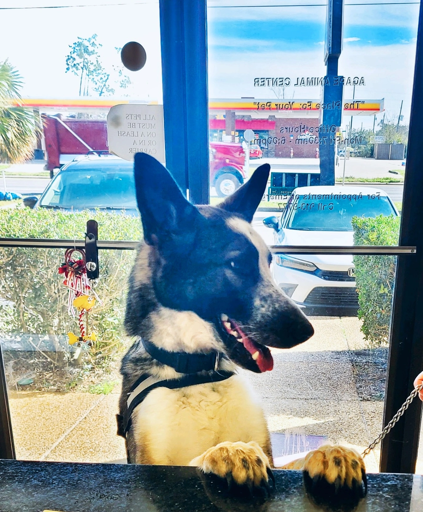 Agape Animal Hospital gallery photo 5